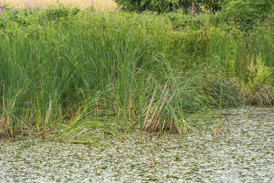 Lush Wetland Pond with Reeds and Flowering Purple Loosestrife