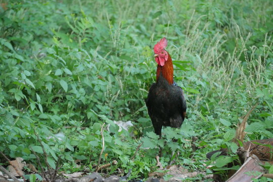 Free-range village chicken roaming naturally, showcasing traditional farming, rustic countryside life, biodiversity, and healthy livestock practices.