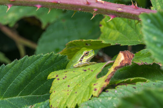 European Tree Frog Resting on Thorny Bramble Stem