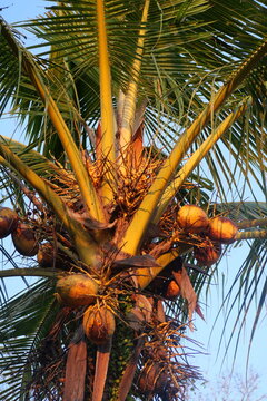 Golden dwarf coconuts ripen naturally on tropical palm tree, showcasing abundant harvest under warm sunlight outdoors.