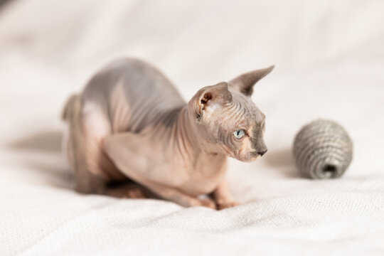 Cute sphynx cat plays with a ball of yarn on soft blanket