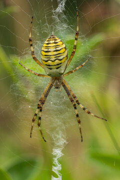 Macro Shot of a Wasp Spider on Web