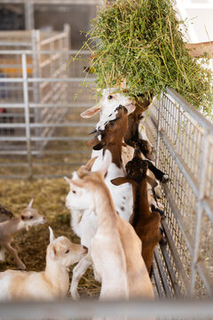 Farmer feeds goatlings hay in pen on farm