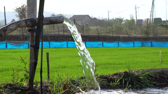 Water flows from a PVC pipe, pumping groundwater to irrigate a vibrant green rice paddy field, showing agricultural technology in a rural Southeast Asian farm landscape with a focus on splash.