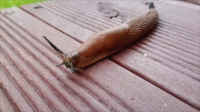 Large brown Spanish slug crawling on wooden terrace decking. Garden pest control and invasive species macro photo.