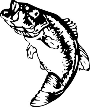 Black and White Hilsa Fish Vector Illustration with Detailed Engraving Style