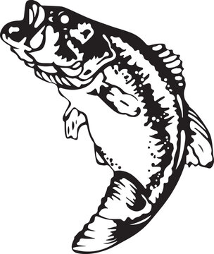 Black and White Hilsa Fish Vector Illustration with Detailed Engraving Style