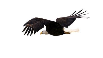 Obraz premium Bald eagle in flight with wings spread wide