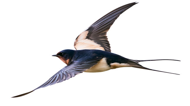 Barn swallow bird in flight with wings spread
