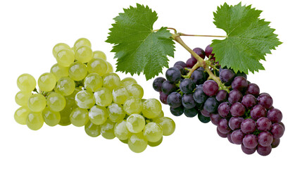 Green and purple grapes with leaves on vine © Otillie