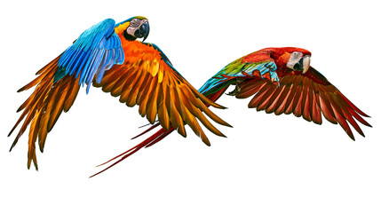 Two colorful macaws flying with wings spread © Otillie