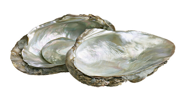 Two open oyster shells with iridescent nacre interior