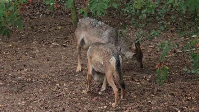 Two Female Wolves Share Prey Peacefully