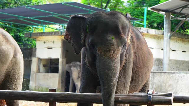 elephant is eating green grass
