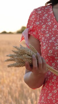 Woman holding bundle of ripe wheat ears in field at golden hour. Close-up highlights mature grain, harvest season and agricultural abundance at sunset. Warm sunlight creates natural rural atmosphere.