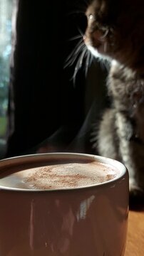 A beautiful tabby cat sits in the sun's rays near a cup of aromatic coffee