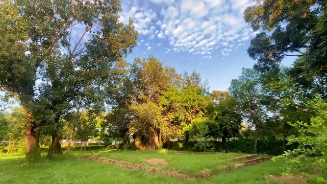 Scenic Green Park Landscape with Golden Sunlight and Blue Sky
