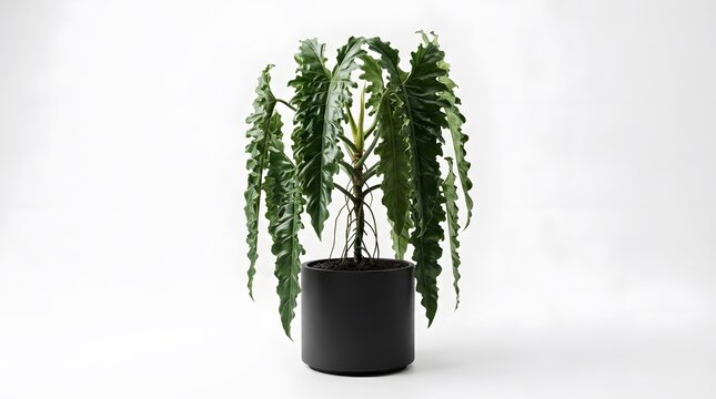Large anthurium veitchii king anthurium houseplant with long ruffled leaves in black pot