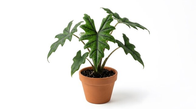 Potted alocasia polly plant with dark green veined leaves in a terracotta pot on white background