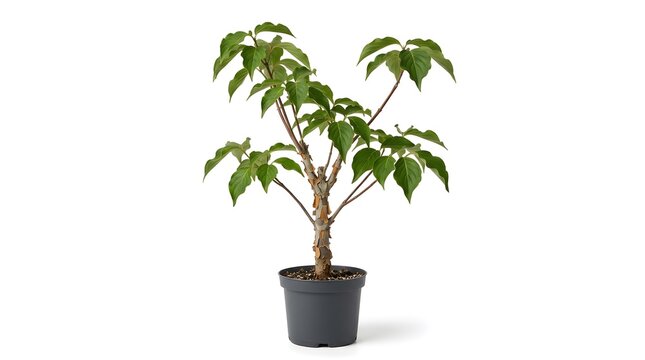 Potted cornus kousa dogwood sapling with green foliage in a dark grey plastic nursery pot