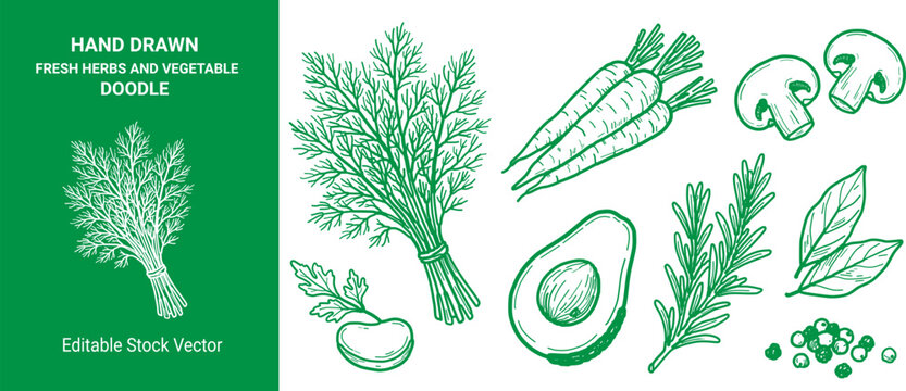 Hand drawn fresh herbs and vegetable ingredients with dill carrots avocado mushrooms rosemary basil and peppercorns