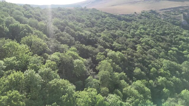 Bosco con densa vegetazione verde sotto un cielo limpido e poche nuvole bianche
