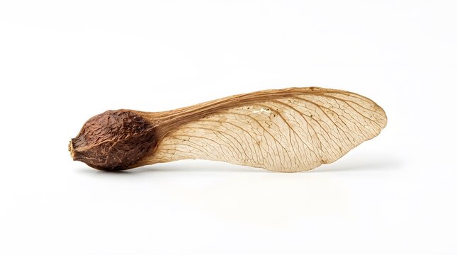 Single dried maple tree seed samara with winged structure isolated on white studio background