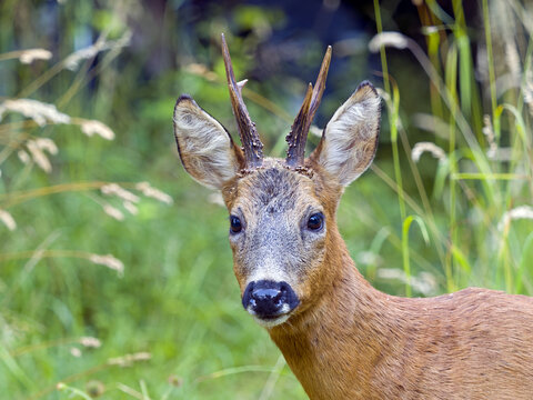 Roe deer (Capreolus capreolus), a roe buck looks at the camera, Solms, Hesse, Germany