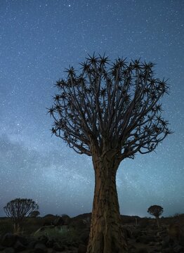 Quiver trees (Aloe dichotoma), night shot with starry sky, quiver tree forest in Garaspark near Keetmanshoop, Karas Region, Namibia