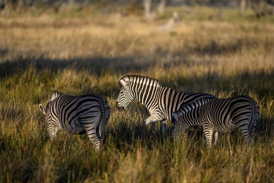 Plains zebras (Equus quagga) near Atzar&oacute; Camp, Okavango Delta, North-West District, Botswana
