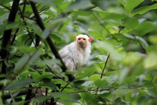 Silver marmoset (Mico argentatus, syn.: Callithrix argentata), silver marmoset, adult, perched on a tree, alert, South America