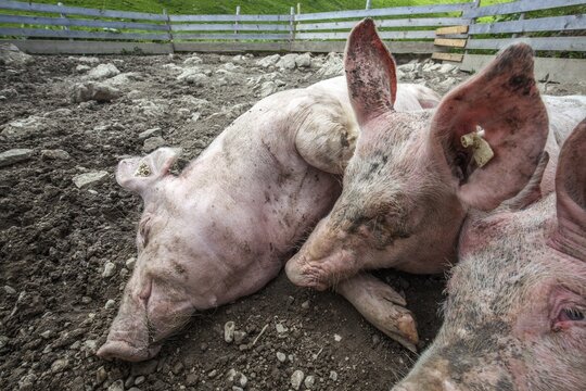 Pigs lie in front of the pigsty and sleep, Alpe Schlappold, Fellhorn, Oberstdorf, Oberallg&auml;u, Allg&auml;u, Bavaria, Germany