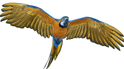Blue and yellow macaw parrot with wings spread © Cressida