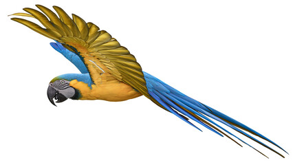 Blue and yellow macaw parrot flying with wings spread © Cressida