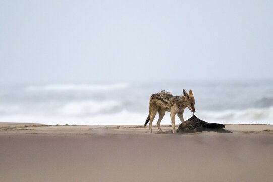 Black-backed jackal (Canis mesomelas) feeding on a dead seal on the beach, Atlantic coast, Namib Naukluft Park, Namib Desert, Namibia