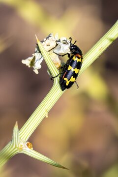 Zigzag Blister Beetle (Hycleus zigzagus), Namib Desert, Namib Naukluft Park, Namibia