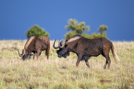 White-tailed wildebeest (Connochaetes gnou), adult, Mountain Zebra National Park, Eastern Cape, South Africa