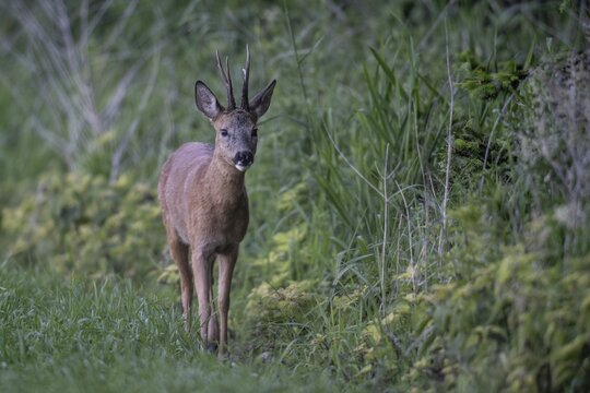 Roebuck (Capreolus capreolus), Emsland, Lower Saxony, Germany