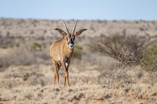 Juvenile roan antelope (Hippotragus equinus) standing in the grasslands, South Africa