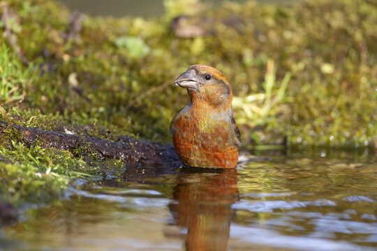 Common crossbill (Loxia curvirostra) adult male bird in water at a woodland pool, England, United Kingdom
