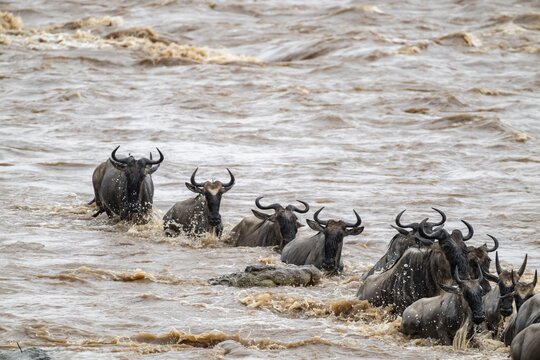 A huge crocodile on the attack, The Great Migration, huge herds of wildebeest (Connochaetes taurinus) crossing the Mara River and swimming to the other side, close-up of the herd, Serengeti, Tanzania