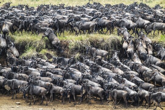 The Great Migration, huge herds of wildebeest (Connochaetes taurinus) on the Mara River, Serengeti, Tanzania