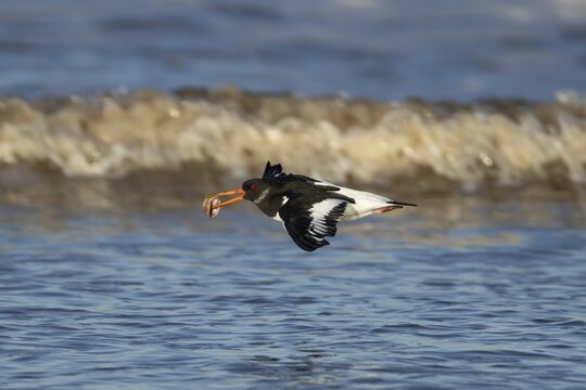 Eurasian oystercatcher (Haematopus ostralegus) adult wading bird flying with a cockle shell in its beak over a sea shoreline, England, United Kingdom