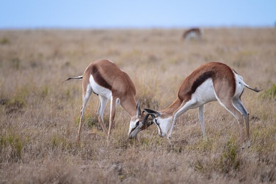 Springbok (Antidorcas marsupialis) fighting, Mountain Zebra National Park, South Africa