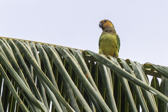 St Thomas Parakeet (Eupsittula pertinax), Curacao