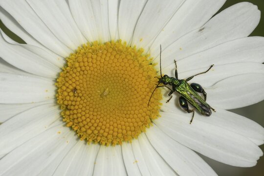 Thick-legged flower beetle (Oedemera nobilis) adult insect on an Oxeye daisy flower in summer, Suffolk, England, United Kingdom