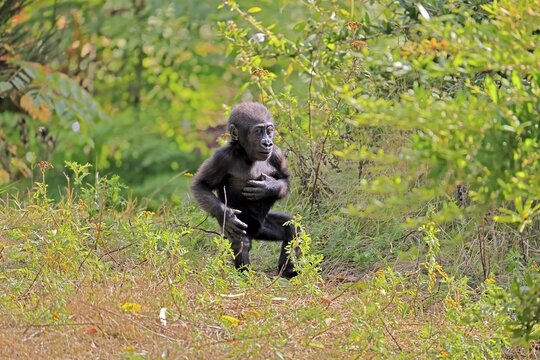 Western gorilla (Gorilla gorilla), young, baby, display behaviour, displaying, chest-beating, on the ground, running