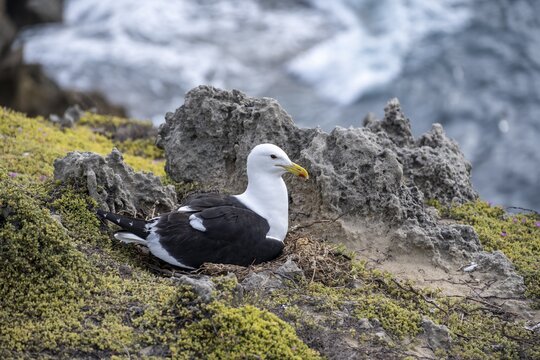 Dominican Gull (Larus dominicanus) breeding on a nest on the coast, Eastern Cape, South Africa