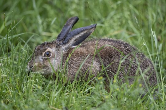 European hare (Lepus europaeus), Lower Saxony, Germany