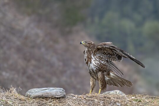 A common buzzard (Buteo buteo) perched on the ground, Terfens, Tyrol, Austria